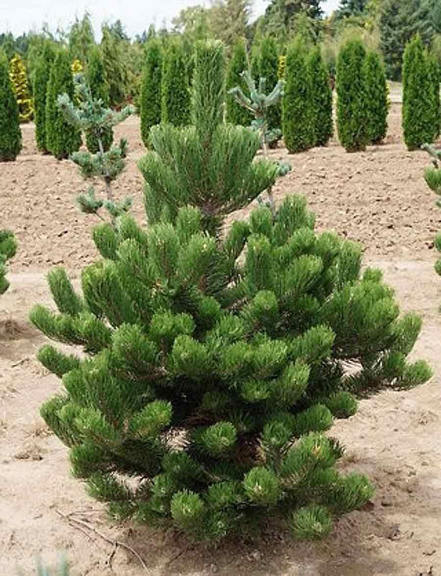 Unique OREGON GREEN pine Trees for Sale in Puyallup, WA OfferUp