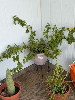 Morning glory bush