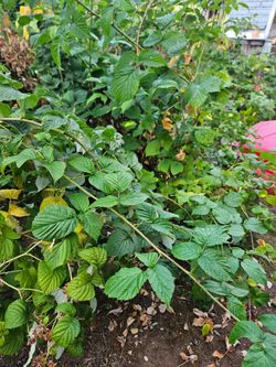 Free Raspberry Canes
