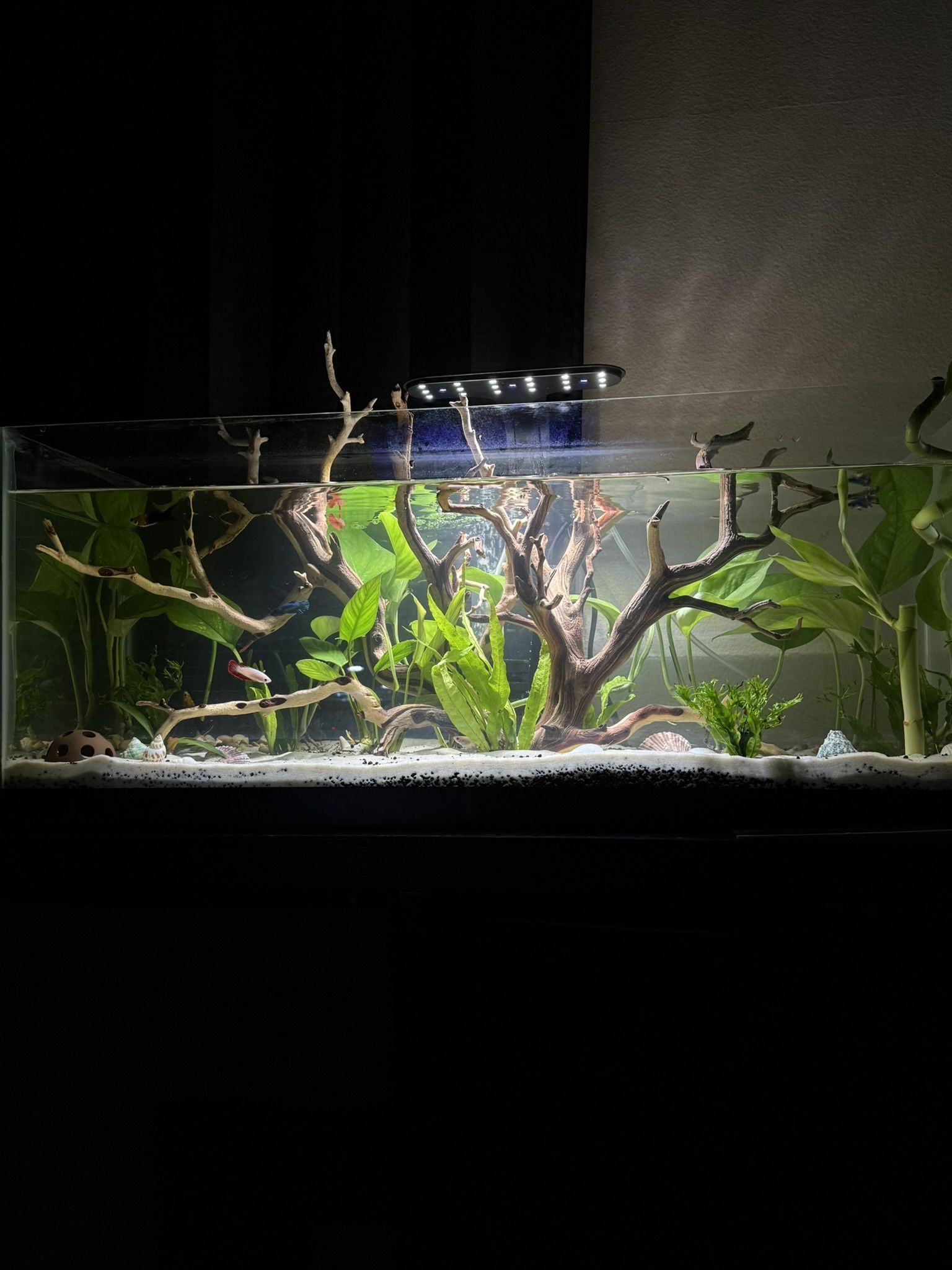 Fish tank for Sale in Long Beach, CA - OfferUp