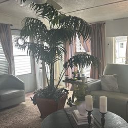Beautiful Artificial Silk 7ft Palm!