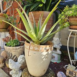 Aloe Vera Plant In  Ceramic Pot