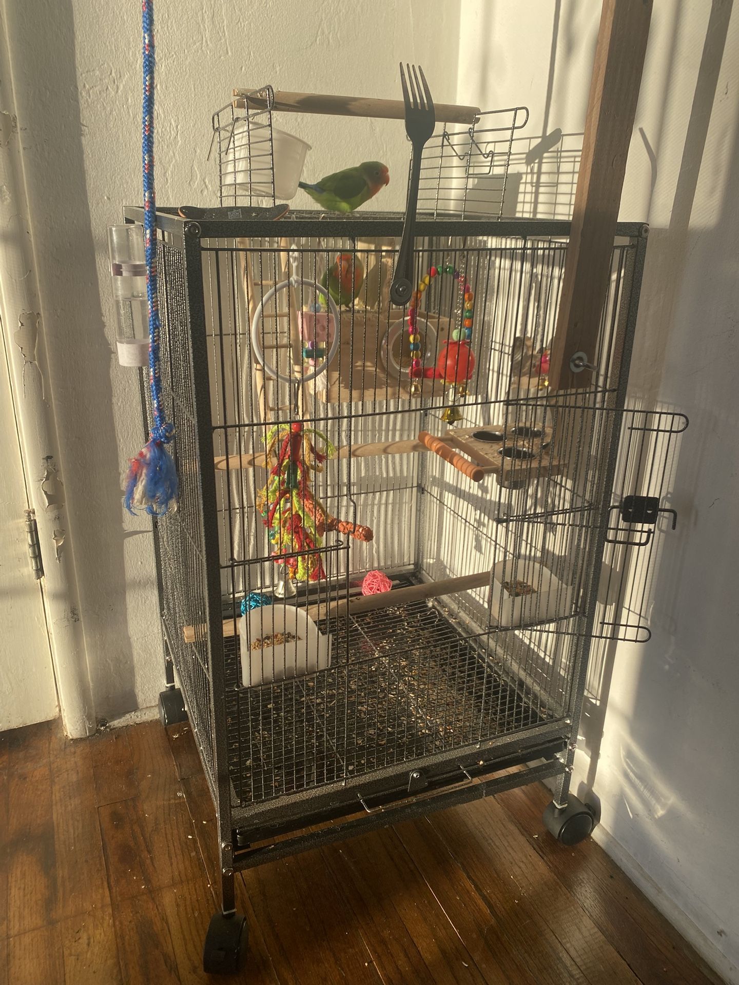 Cage BIRD For Sale