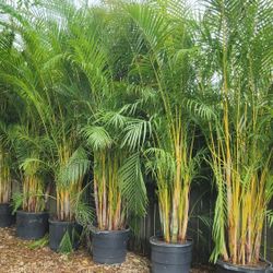 Gorgeous Arecas Palms For Inmediate Privacy!!! About 9 Feet Tall Measurements Over The Pot!!! Fertilized 