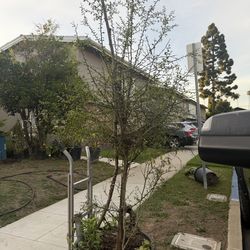 Australia finger lime