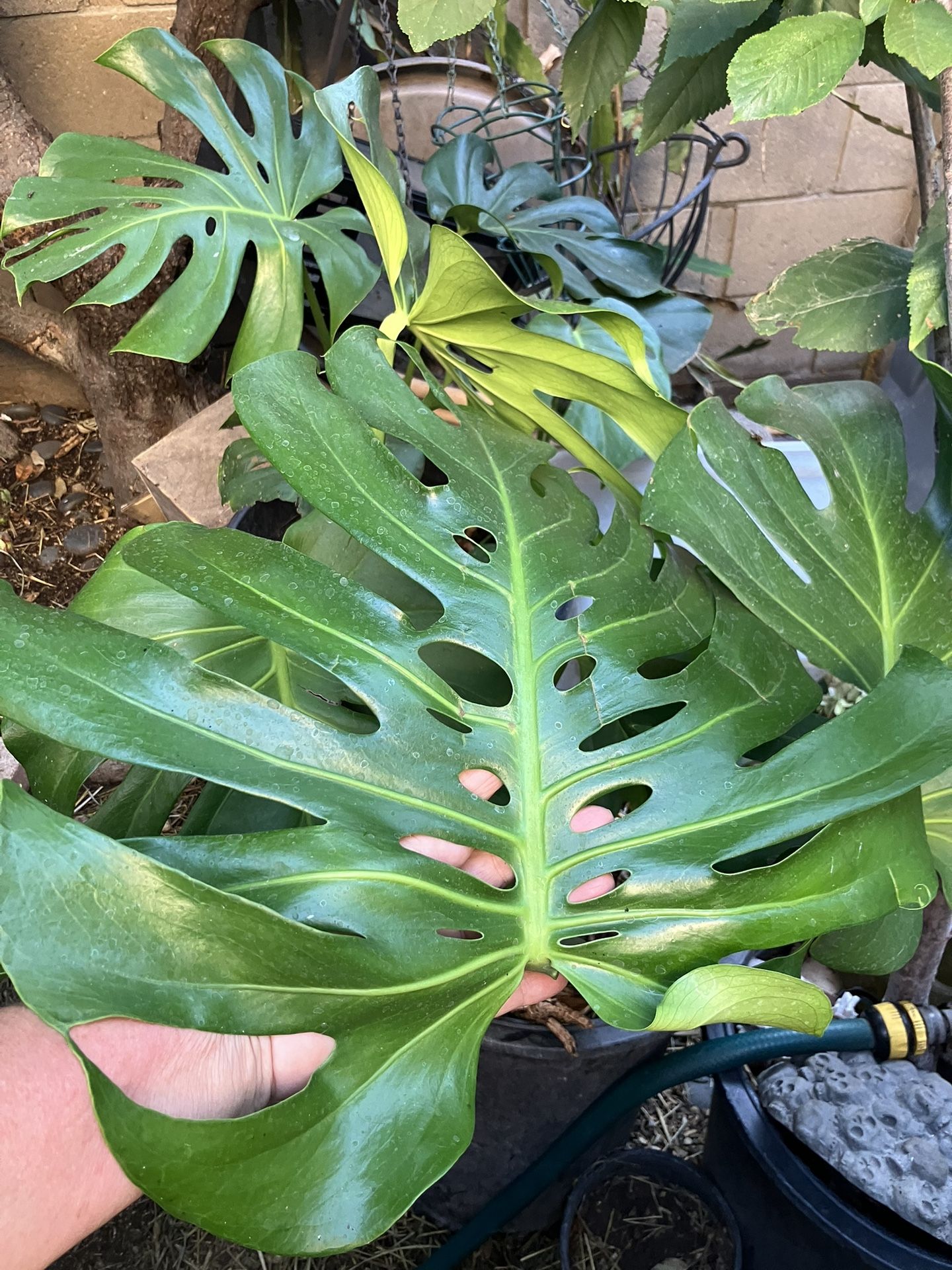 Large Leaf Monstera Landscaping Patio Plant 50+ Years Old In Pot For Easy Transport