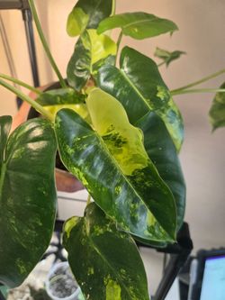 Philodendron burle marx variegated