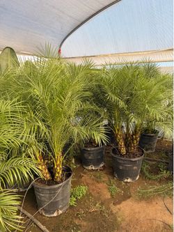 Pygmy palms 17” pots 4 feet tall
