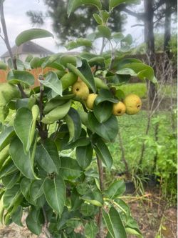 House pears