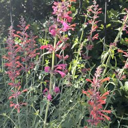 Perennial Flowers / Agastache Hyssop Plants