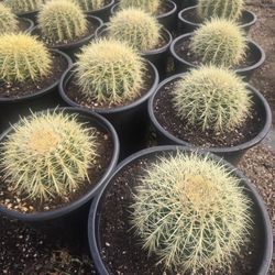 Golden Barrel Cactus 