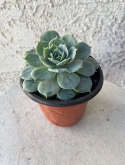 4  Inch Pot - Succulent Plant - Hidden Queen -  Echeveria Australis Rose - Rooted & Established - Drought Resistant - 🪴