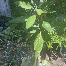 Avocado Tree 
