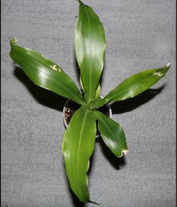 Dracaena