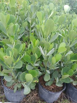 Clusia Hedges 3ft $13