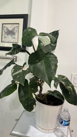 Large Philodendron White Princess
