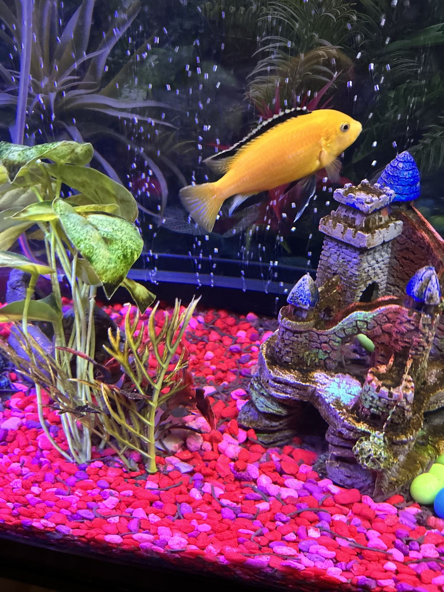 65 Gallon Fish Tank