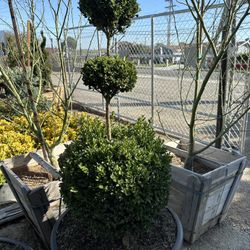 Boxwood Topiary 