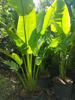 Traveler palms Sale! 15gl $110