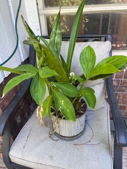 Ginger plant with Snake plant