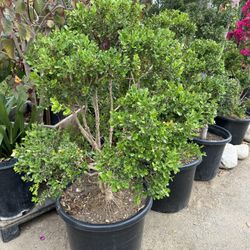 Japanese boxwood topiary bonsai 