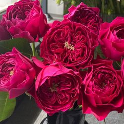 DA Wedding Rose Plant - AUSchariot