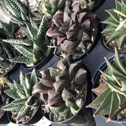 Haworthia Succulents 
