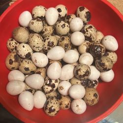 Quail Eggs For Sale 