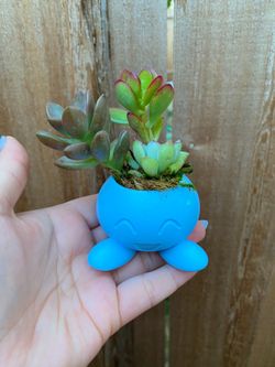 Oddish Succulent Arrangement