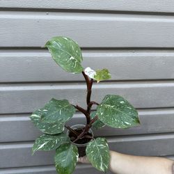 5 Philodendron White Knight Marble Galaxy for Sale in South Gate, CA -  OfferUp