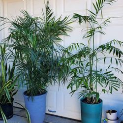 Bamboo Palms - Pots Not Included 