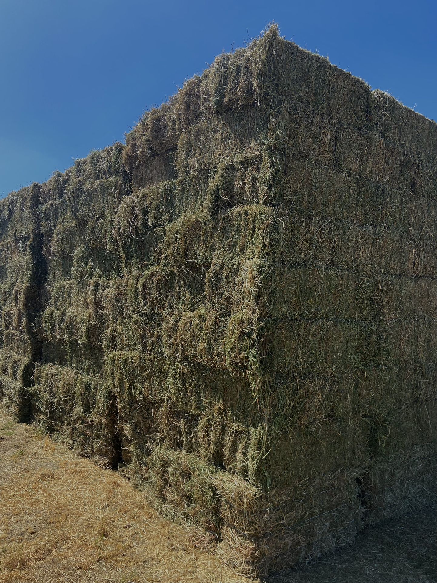 2024 1st Cut Alfalfa Heavy Bales