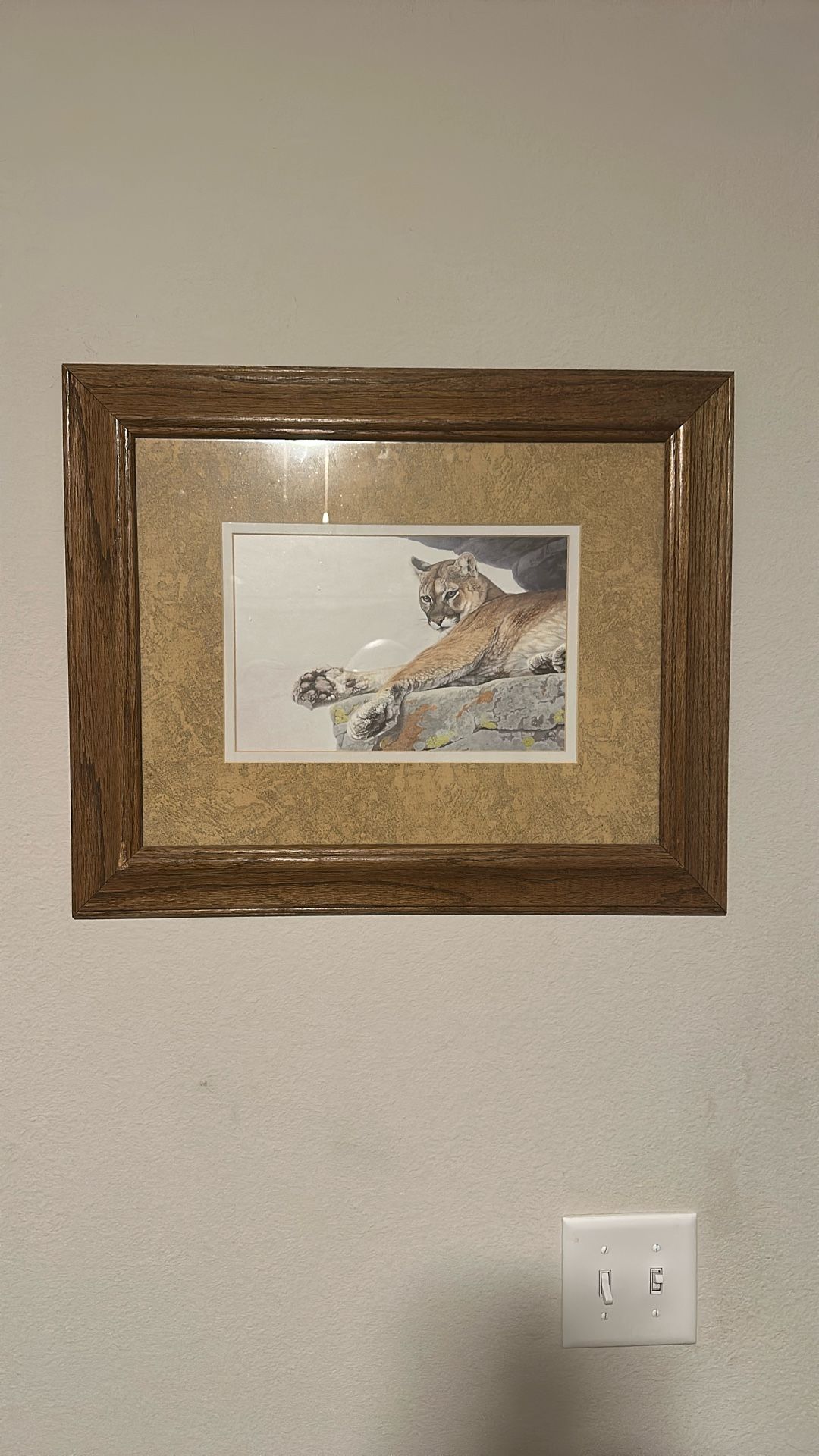 Mountain Lion Framed Print 