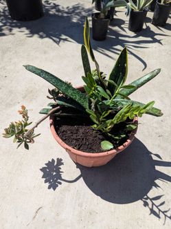 Mixed Succulent pot