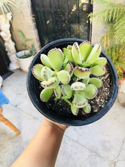 Beautiful bear paw plant!