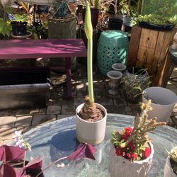 21” Budding Amaryllis in Ceramic Pot, 5 x 5