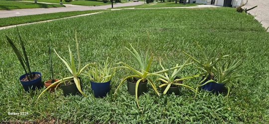 🌿 Healthy Aloe Vera Plants – Various Sizes – Easy to Grow!