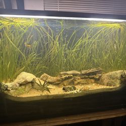 75 Gallon Aquarium, Great Fish Tank, Fully Cycled Water, Thriving Medium Just Add Fish!