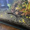 Nano aquatics