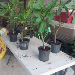 Plants Diferent Prices