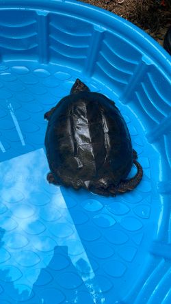 Snapping Turtle 