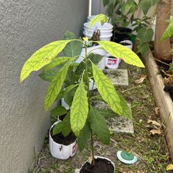 Avocado Plant 