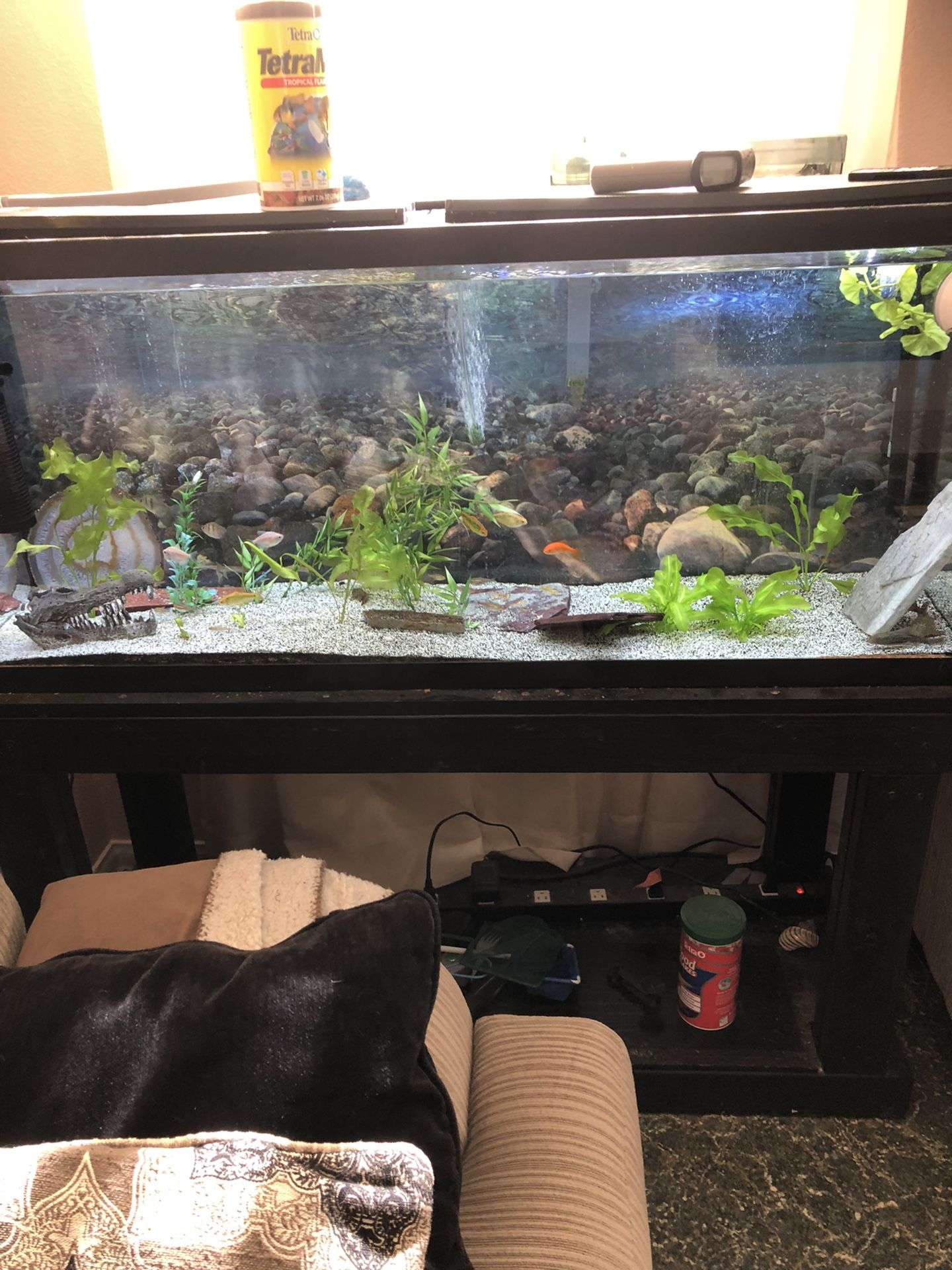 Aquarium 55 Gallons With Stand And Fish 