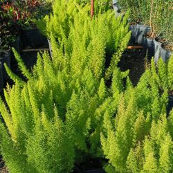 Foxtail Fern Plants 3gl $6🪴🪴