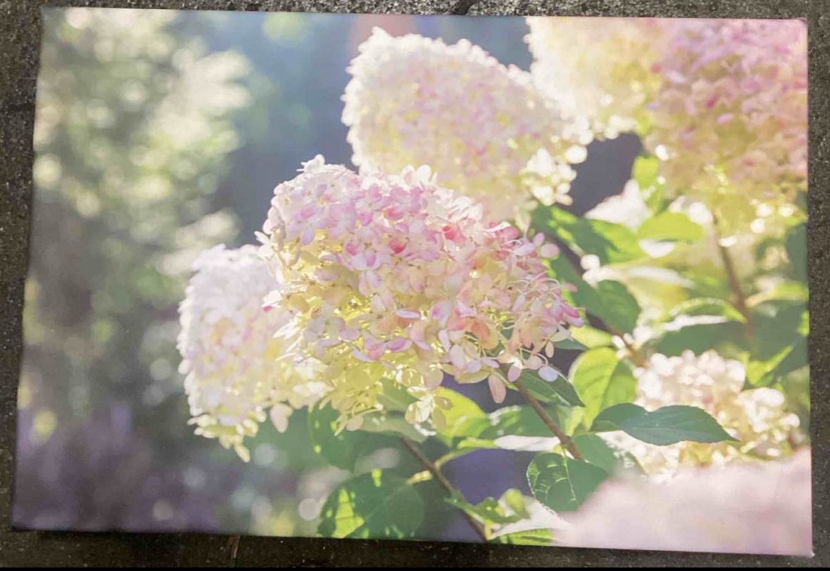 Hydrangea Painting