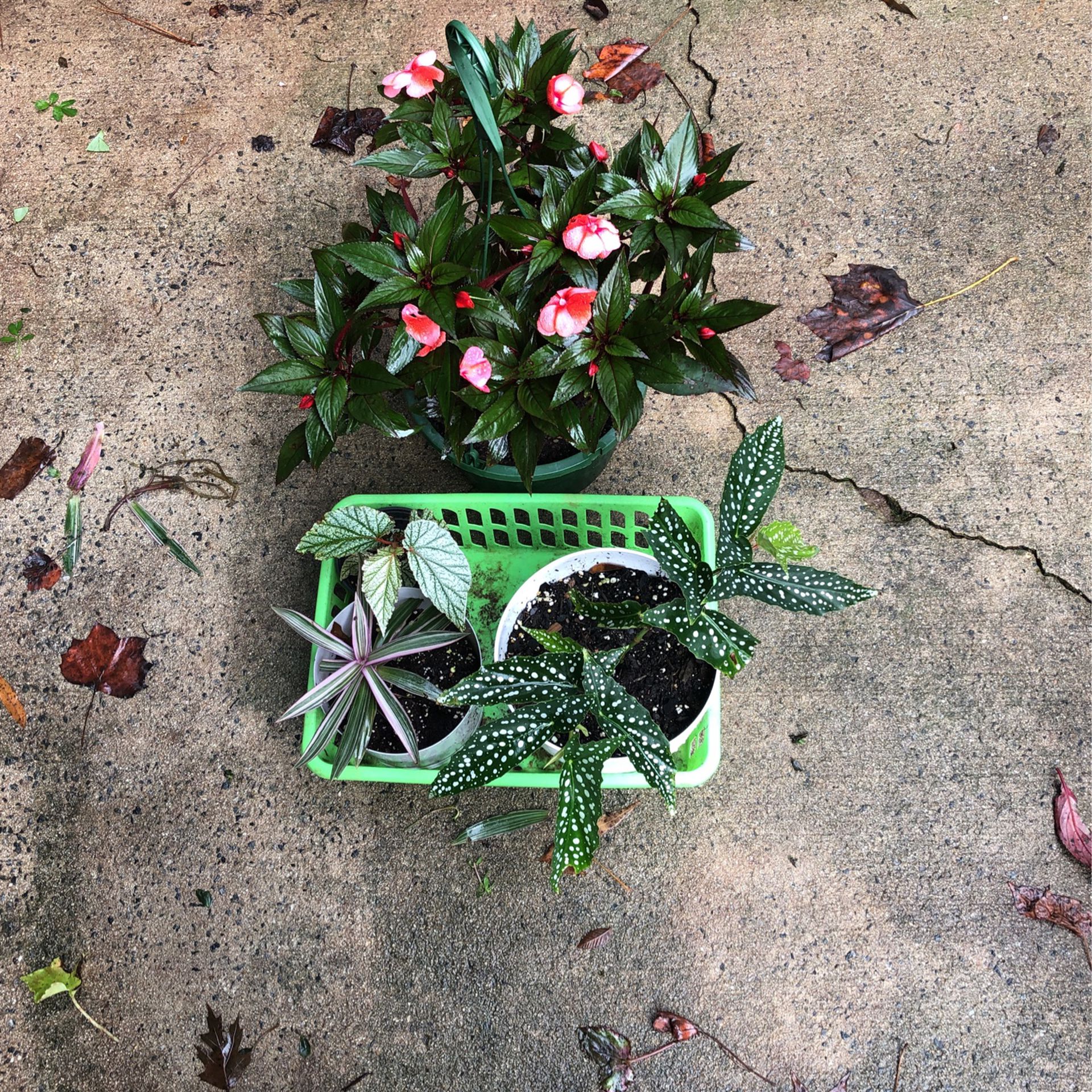 $20.00 For The Whole Bundle Of Plants 