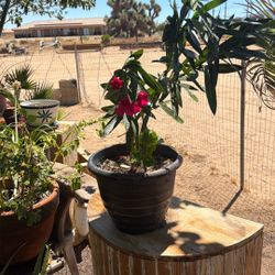 Planta