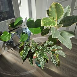 x5 Medium Sized Plants