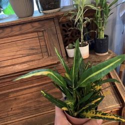 Sunny Star Croton Plant!!! $10!!