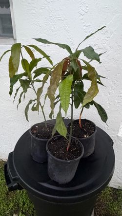 Mango Tree Seedlings – $15 Each